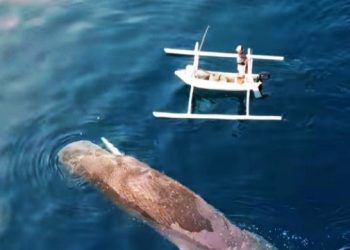 Bangkai Paus Berukuran 17 Meter Ditemukan Mengapung di Perairan Karangasem